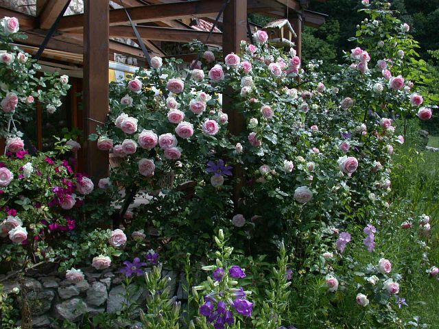 Rózsalugas a kerti pergola körül